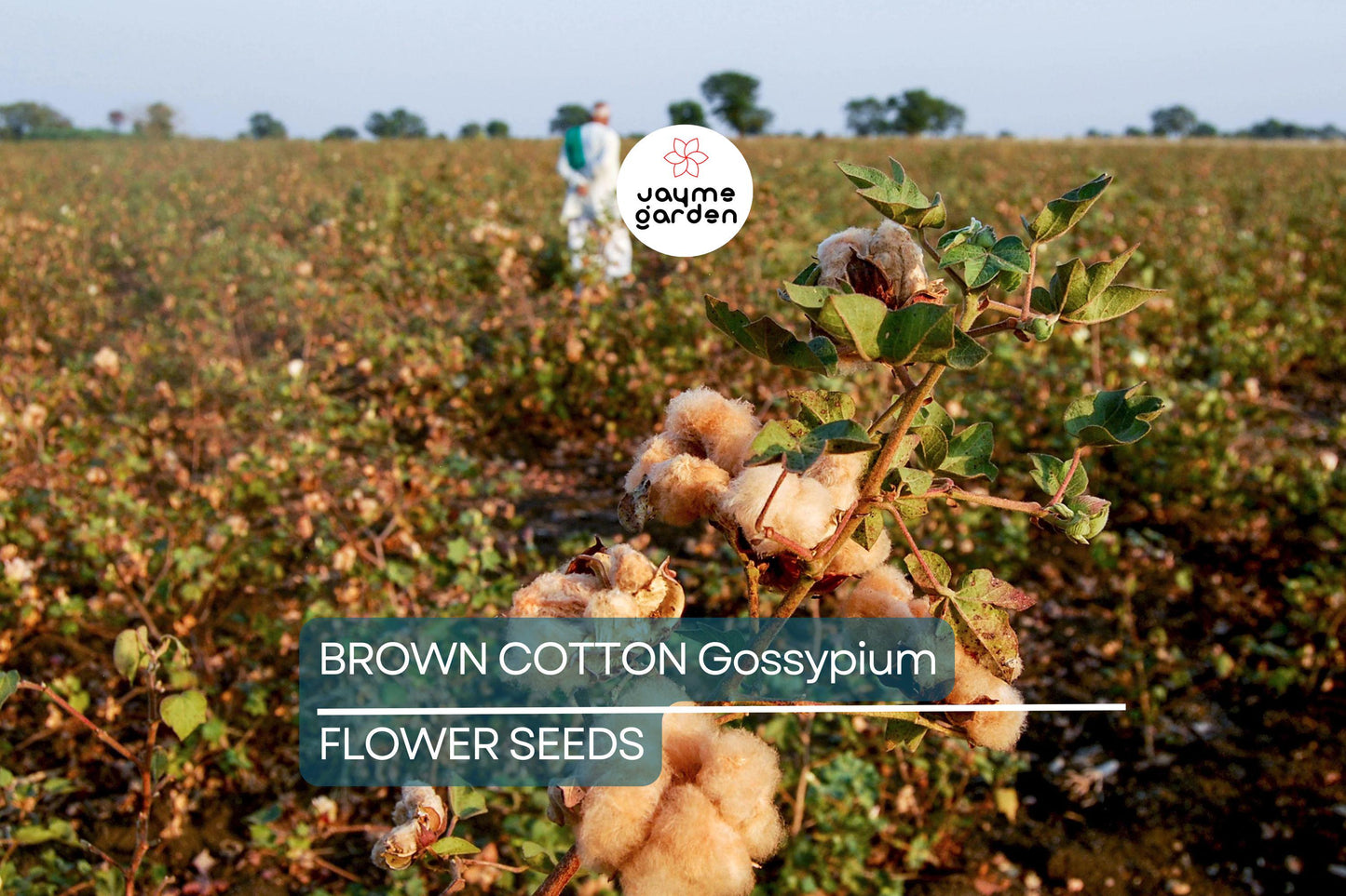 50 Brown Cotton Seeds – Heirloom Gossypium, Non-GMO, USA Seller