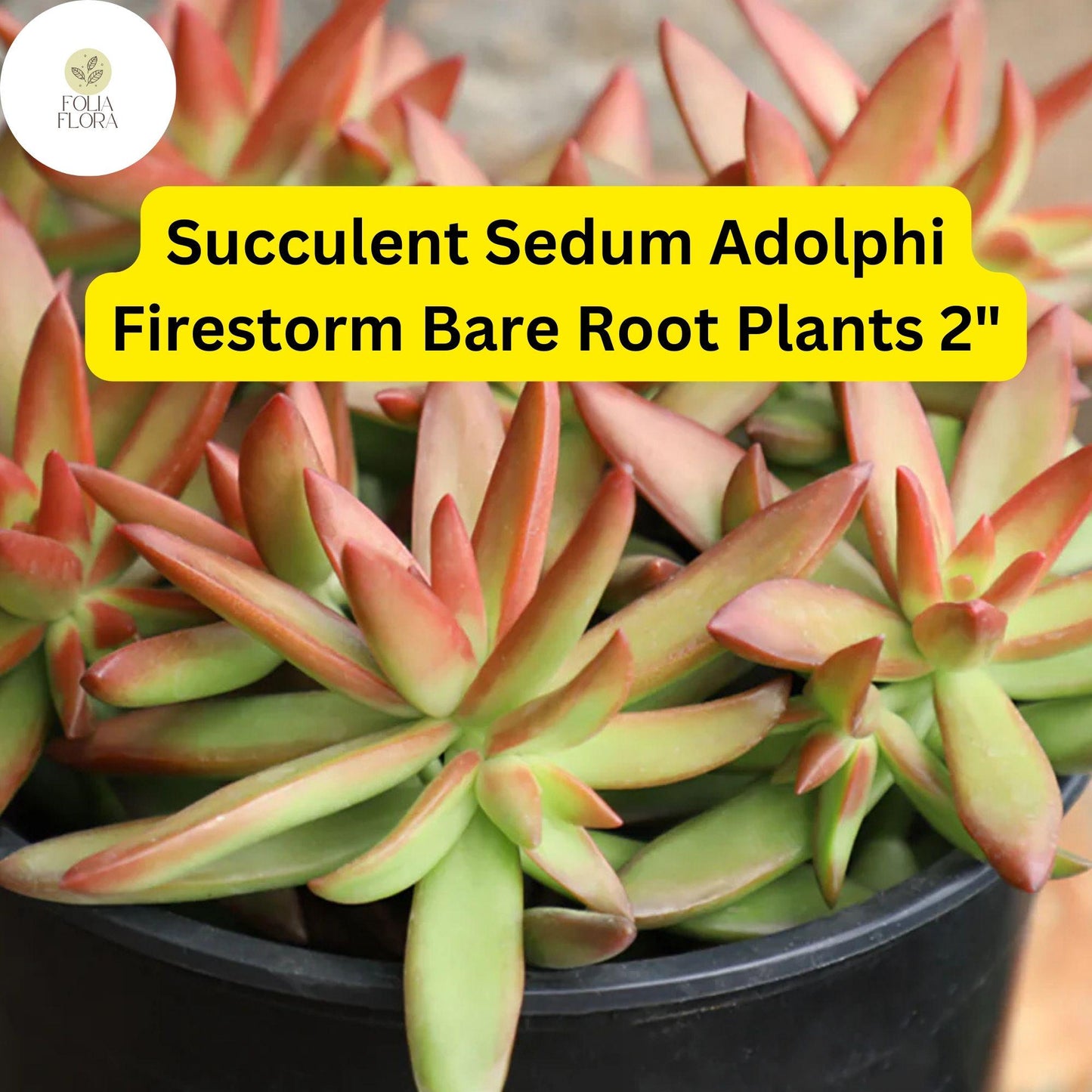2 Bare Root Live Plants 2" Sedum adolphi ‘Firestorm’ Succulent | Red-Orange Edged Foliage | Easy Care