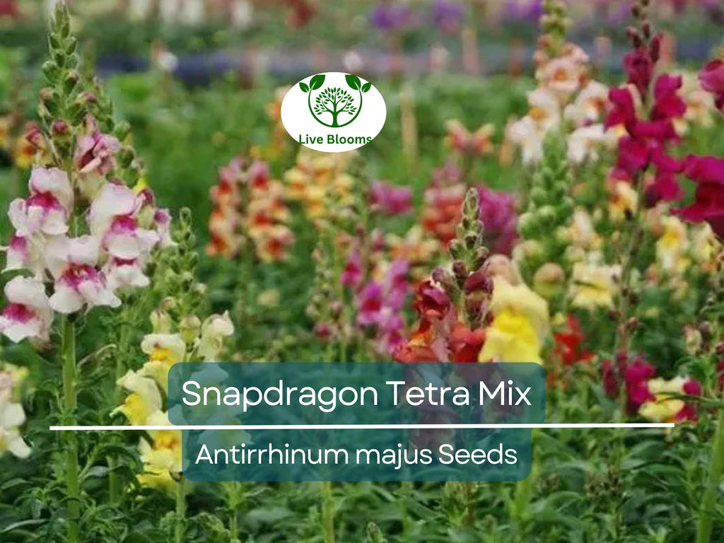 500 Seeds Snapdragon Tetra Mix (Antirrhinum majus) Semi-Dwarf, Multi-Colored Blooms, Non-GMO, Attracts Butterflies, Vibrant Garden Flowers