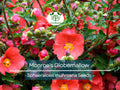 80 Monroe's Globemallow Seeds (Sphaeralcea munroana) | Drought-Tolerant Flowering Shrub, Hardy Flower Bush, Vibrant Orange Blooms Gardens