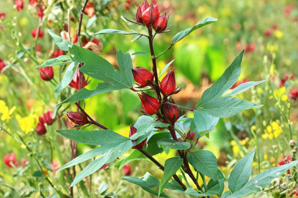 Roselle Asian Sour Leaf – Hibiscus sabdariffa Seeds | 10 Seeds | Edible Plant | Tropical Garden Herb