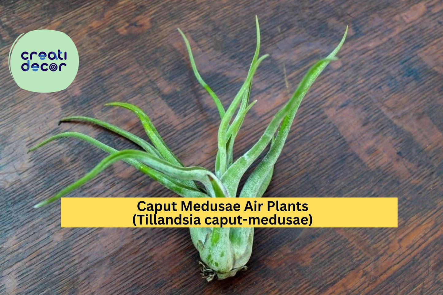 Caput Medusae Air Plants 5 Pack – Tillandsia caput-medusae – Easy Care Exotic Houseplants, Low Maintenance Indoor Decor