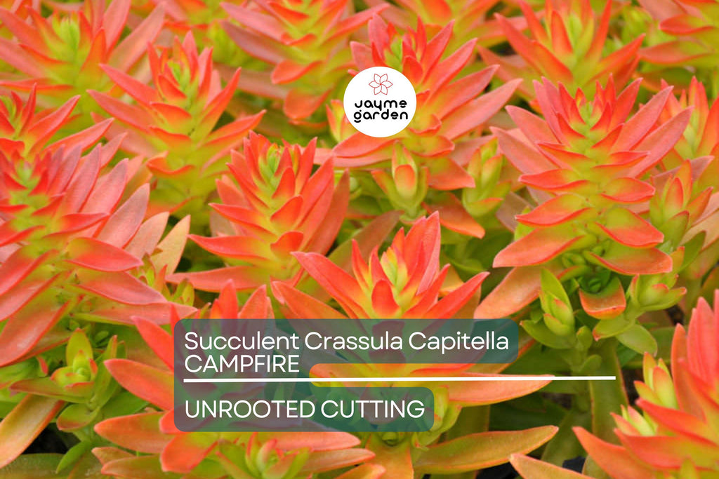 Crassula Campfire Cuttings - 3 Live 2" Unrooted Cuttings, Red Foliage, Perfect for Succulent Gardens, USDA Zones 9-11