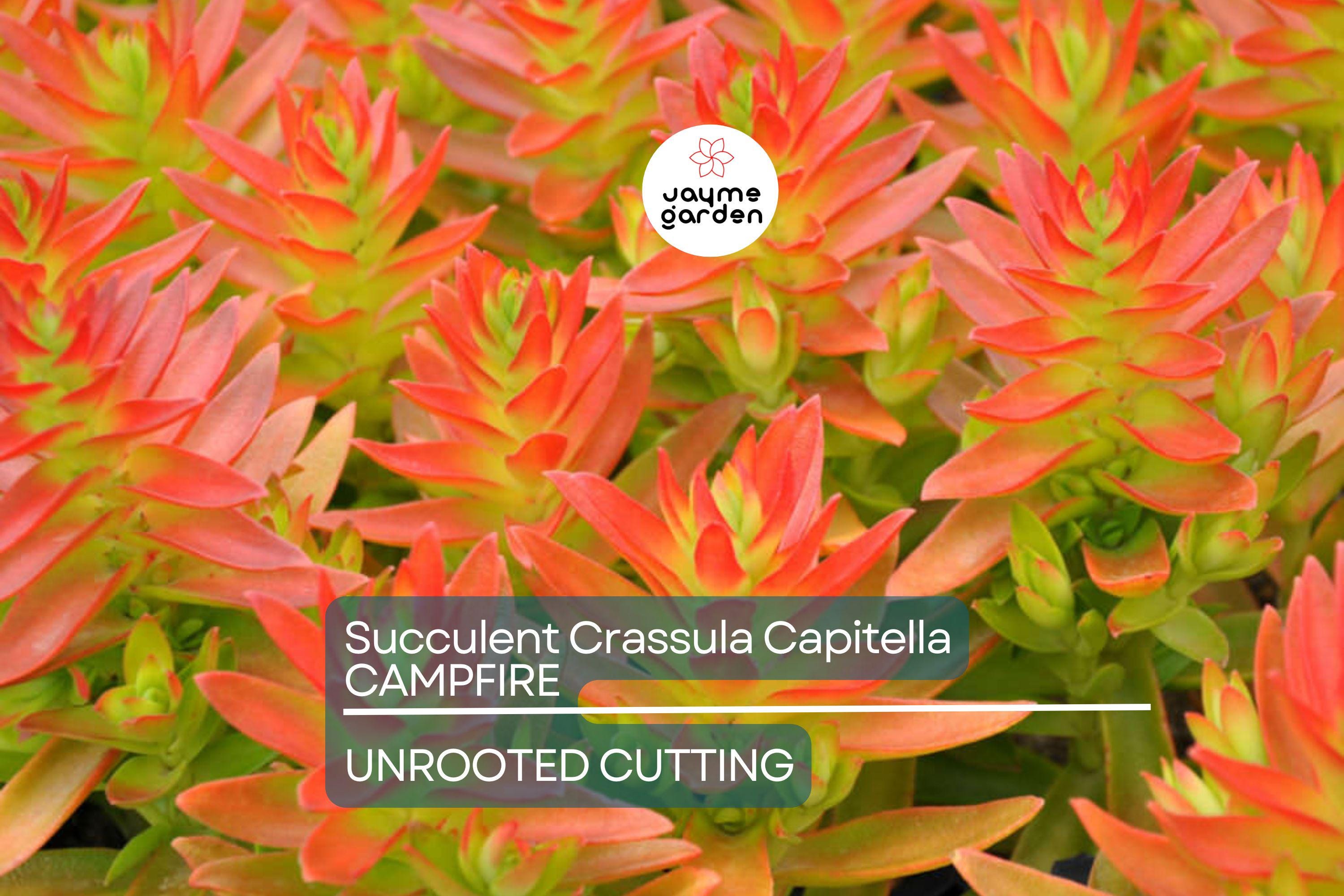 Crassula Campfire Cuttings - 3 Live 2" Unrooted Cuttings, Red Foliage, Perfect for Succulent Gardens, USDA Zones 9-11