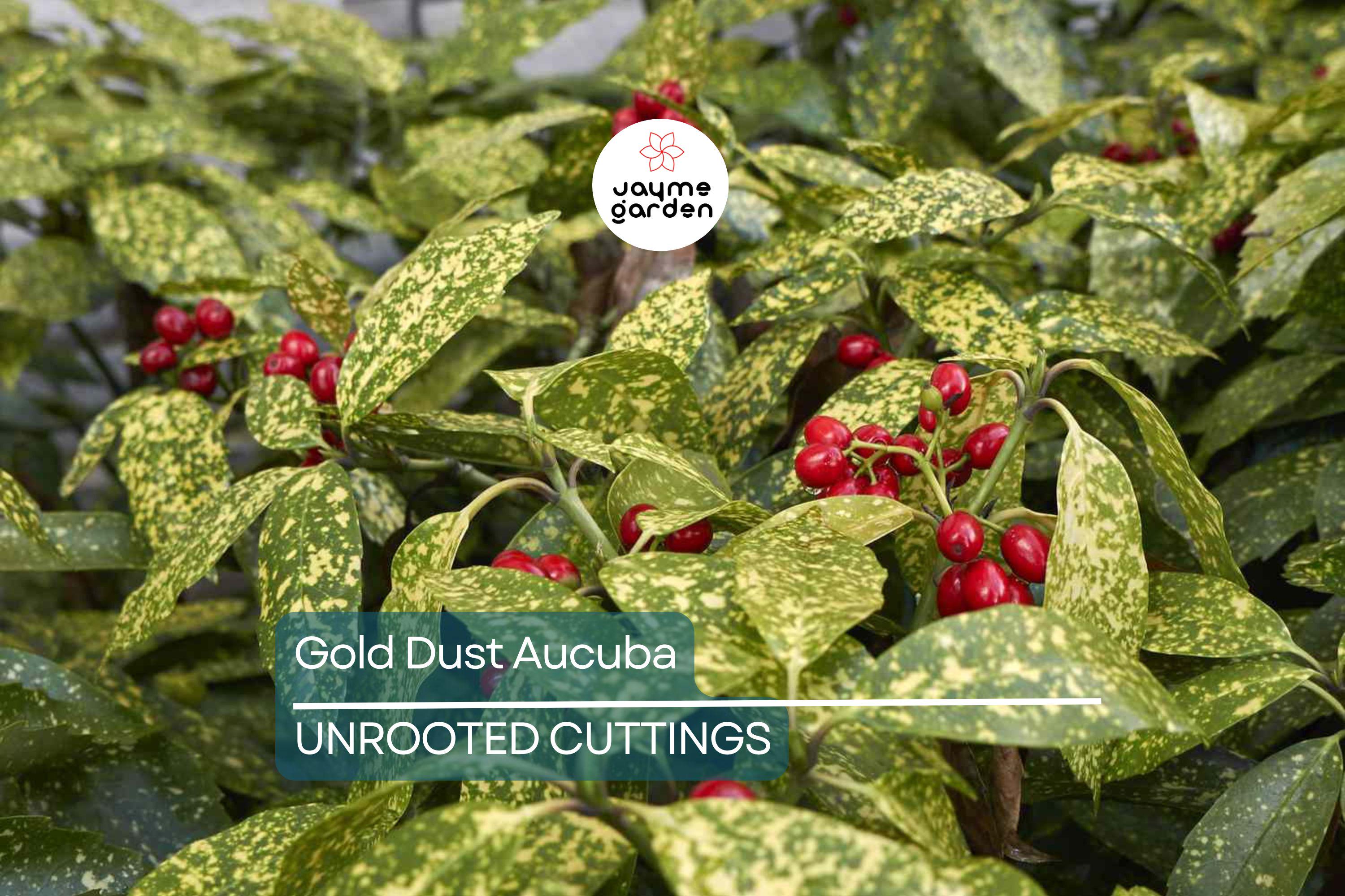 5 Gold Dust Aucuba Shrub Cuttings (6") for Rooting - Green Shrubbery with Speckled Foliage, Easy to Propagate