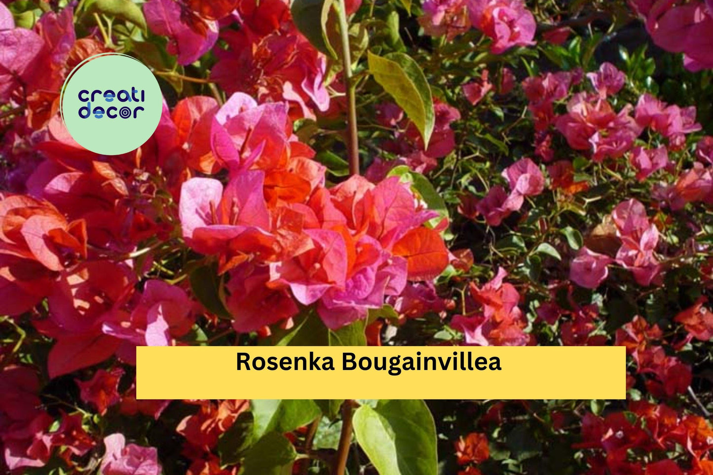 Rosenka Bougainvillea | Live Rooted Starter Plant | Compact Tropical Flowering Vine with Peach to Pink Bracts for Garden & Containers