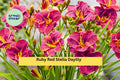 Ruby Red Stella Daylily Live Bare Root Plant – Hemerocallis Perennial with Bright Ruby Blooms for Garden Borders or Pots