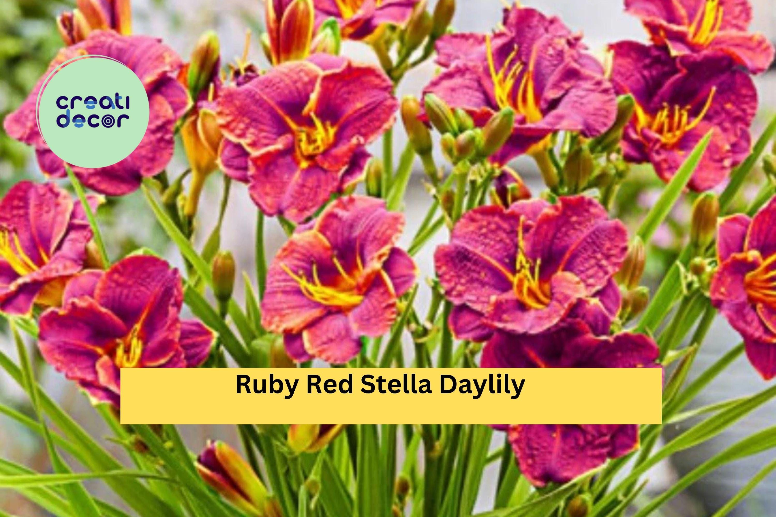 Ruby Red Stella Daylily Live Bare Root Plant – Hemerocallis Perennial with Bright Ruby Blooms for Garden Borders or Pots