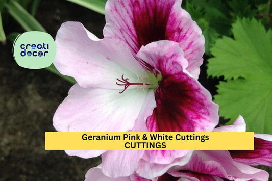 3 Pink & White Geranium Cuttings | Fresh Pelargonium Starter Plants | Flowering Garden or Potting Plant | Easy to Grow USA Seller