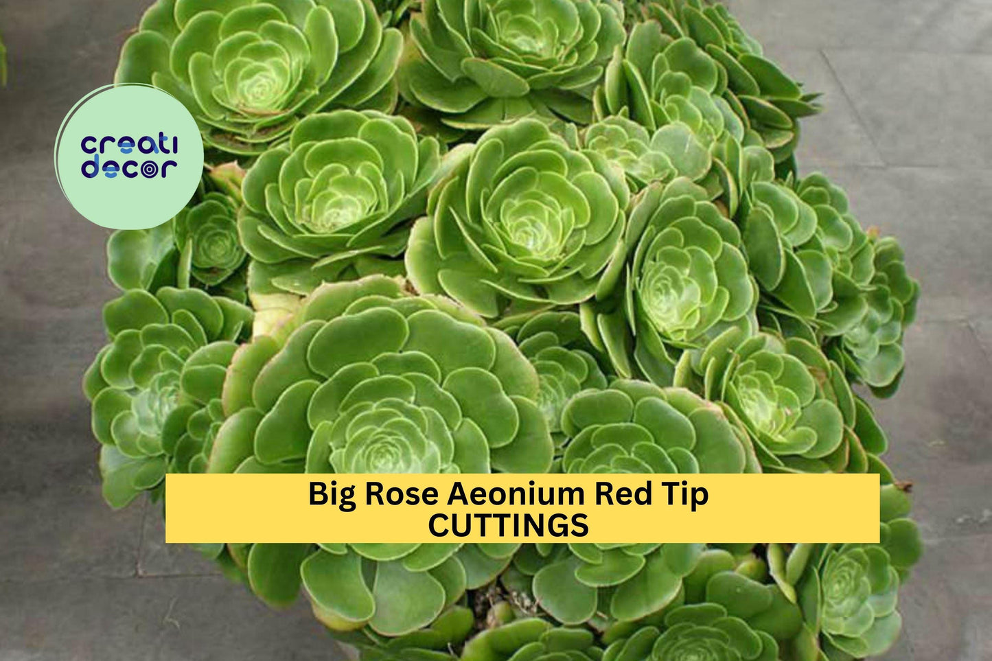 10 Rose Aeonium Cuttings – 6–8” Wide Rosettes with Red Tips | Large Unrooted Succulent Clippings for Pots, Rock Gardens, or Landscapes