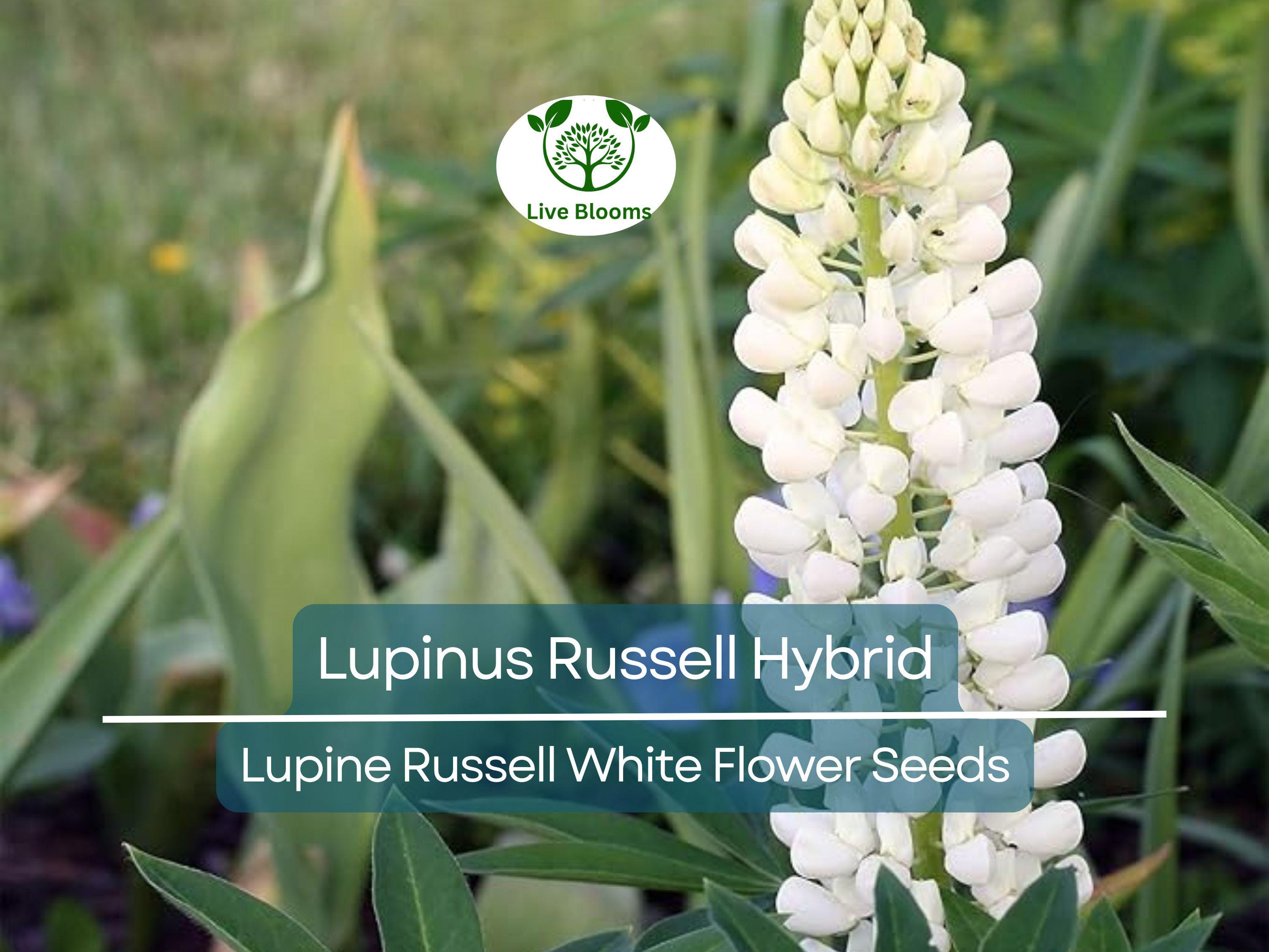 20 Seeds Lupine Russell White for Planting – Lupinus Russell Hybrid, White Flowers, Easy to Grow, Attracts Pollinators, Hardy Plant