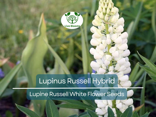 20 Seeds Lupine Russell White for Planting – Lupinus Russell Hybrid, White Flowers, Easy to Grow, Attracts Pollinators, Hardy Plant
