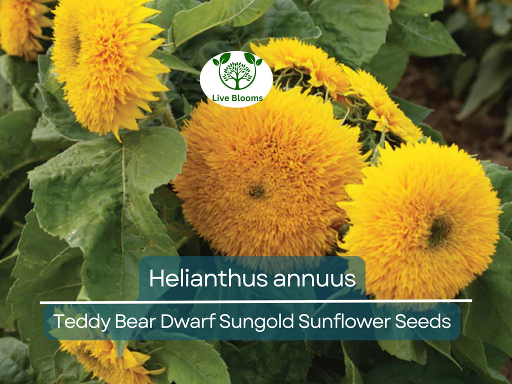 1 Gram Seeds Teddy Bear Sunflower (Dwarf Sungold Sunflower) for Planting | Compact, Fuzzy-Bloom Sunflowers for Gardens & Pots