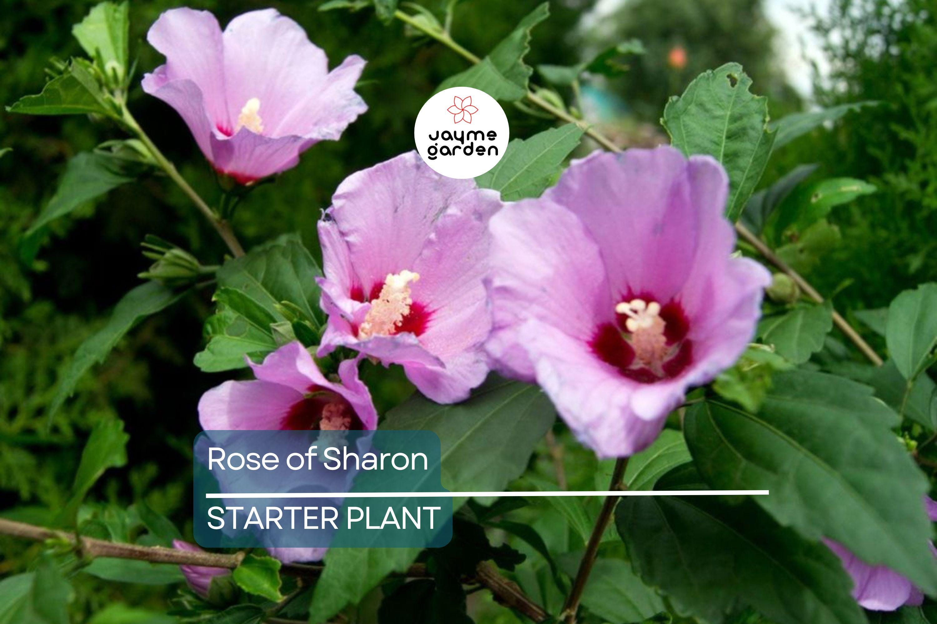 Rose of Sharon Seedlings | Flowering Hibiscus Bush Starter Plant | Easy-to-Grow Outdoor Shrub with Stunning Blooms