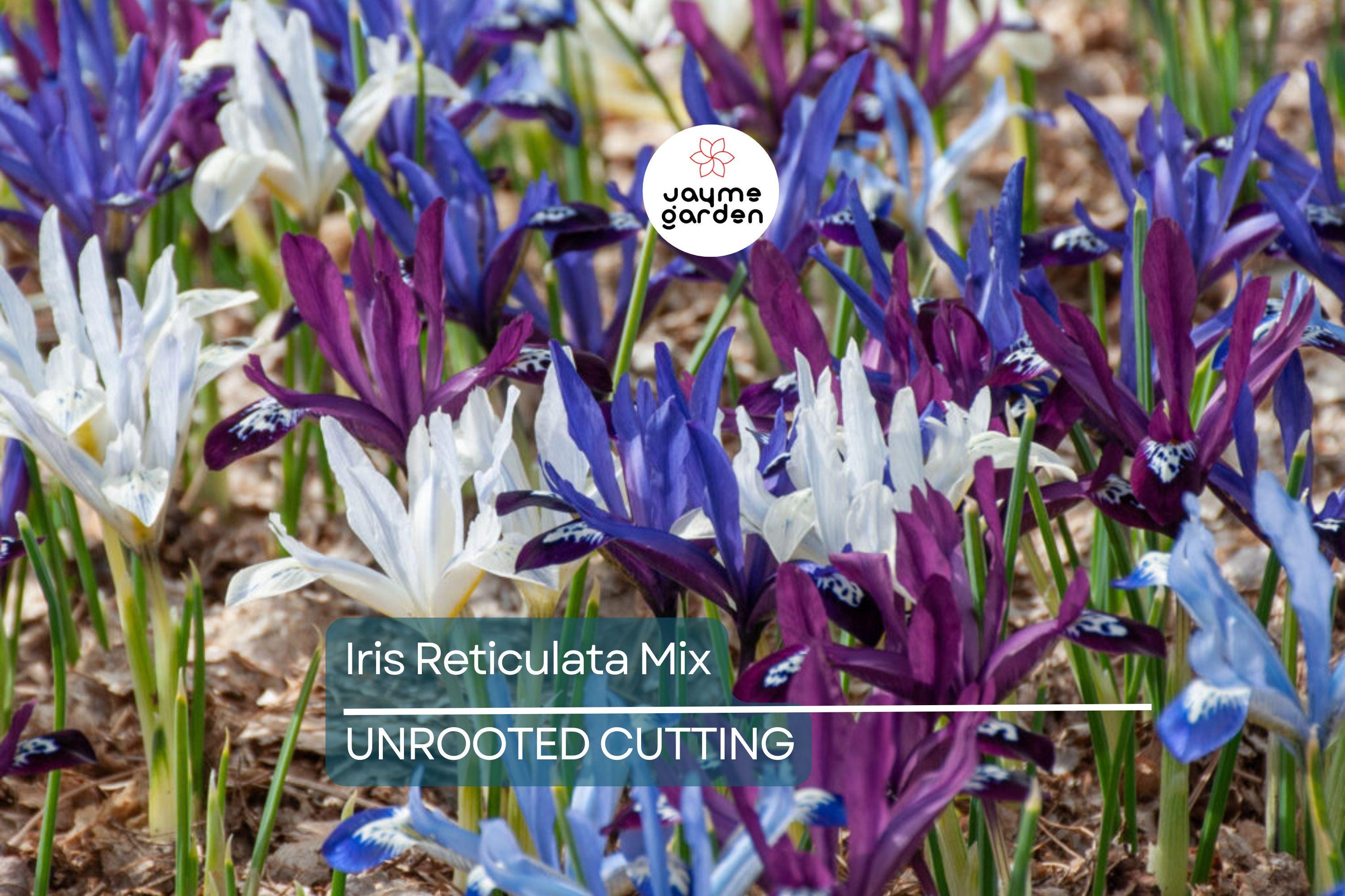 Iris Reticulata Mix Bulbs - Purple & Blue Dwarf Iris, 4-6" Tall, Early Spring Blooms, Hardy Zones 4-9, Perfect for Borders and Naturalizing