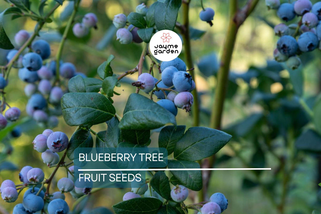 50 Southern Highbush Blueberry Seeds (Vaccinium corymbosum) - Cold Hardy Fruit Tree, Zone 5-10