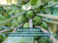 250 Seeds Catskill Brussel Sprouts - Brassica oleracea | Heirloom Variety for Planting, Gardening & Nutritious Harvest