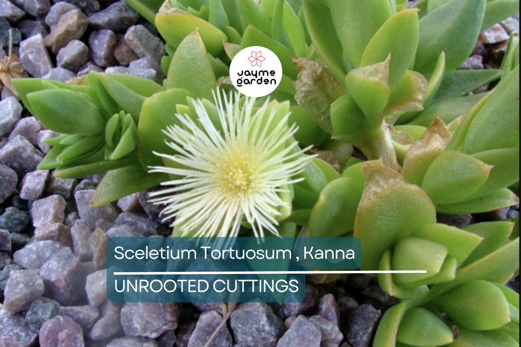 Sceletium Tortuosum Kanna - 7 Unrooted Cuttings, Edible, Air-Purifying, Medium Sunlight, Winter Bloomer, Indoor/Outdoor Gardening
