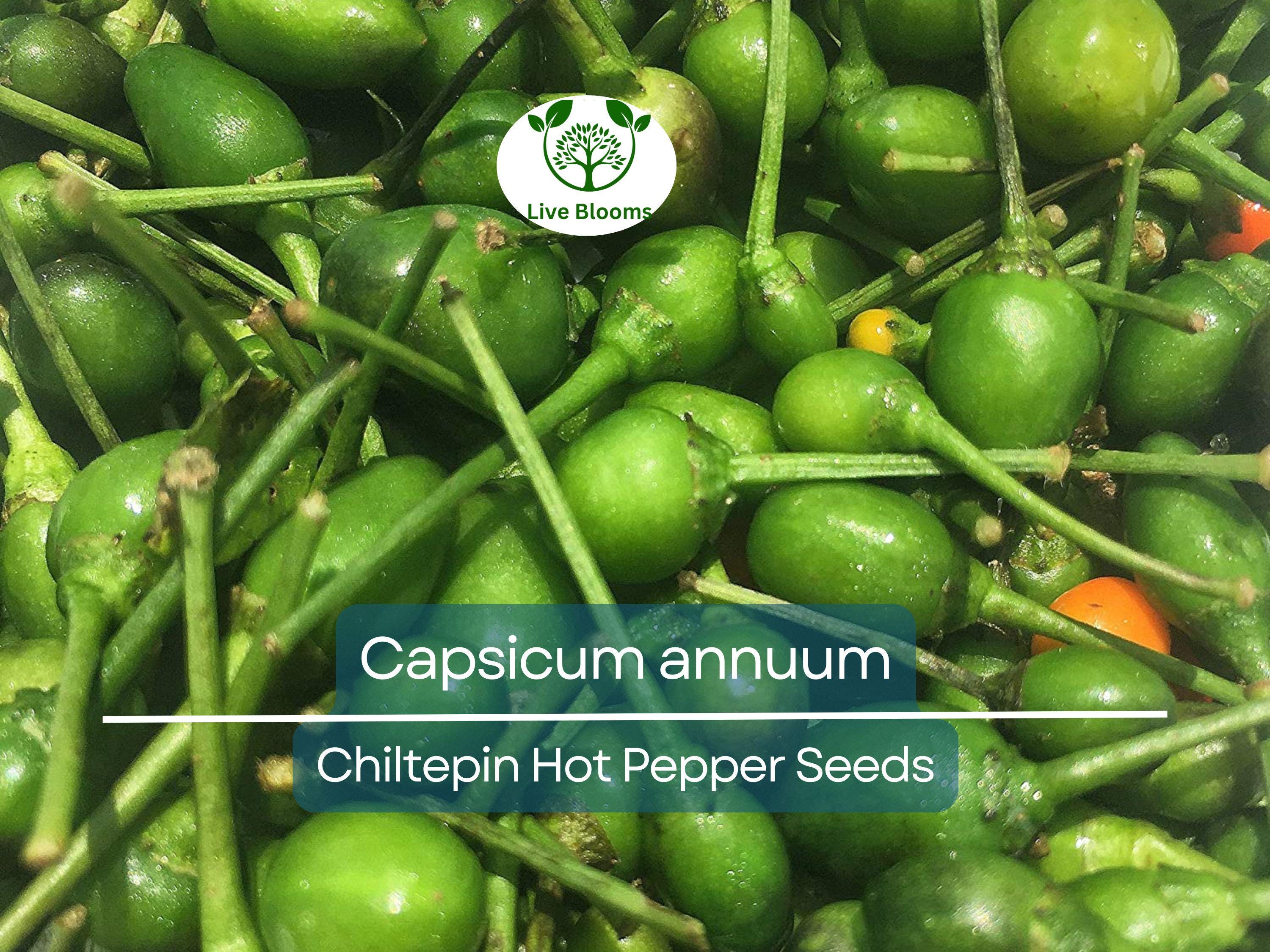 30 Seeds Chiltepin Hot Pepper (Capsicum annuum) – Tiny, Fiery Pepper for Planting, Ideal for Hot Sauces, Salsas & Mexican Dishes
