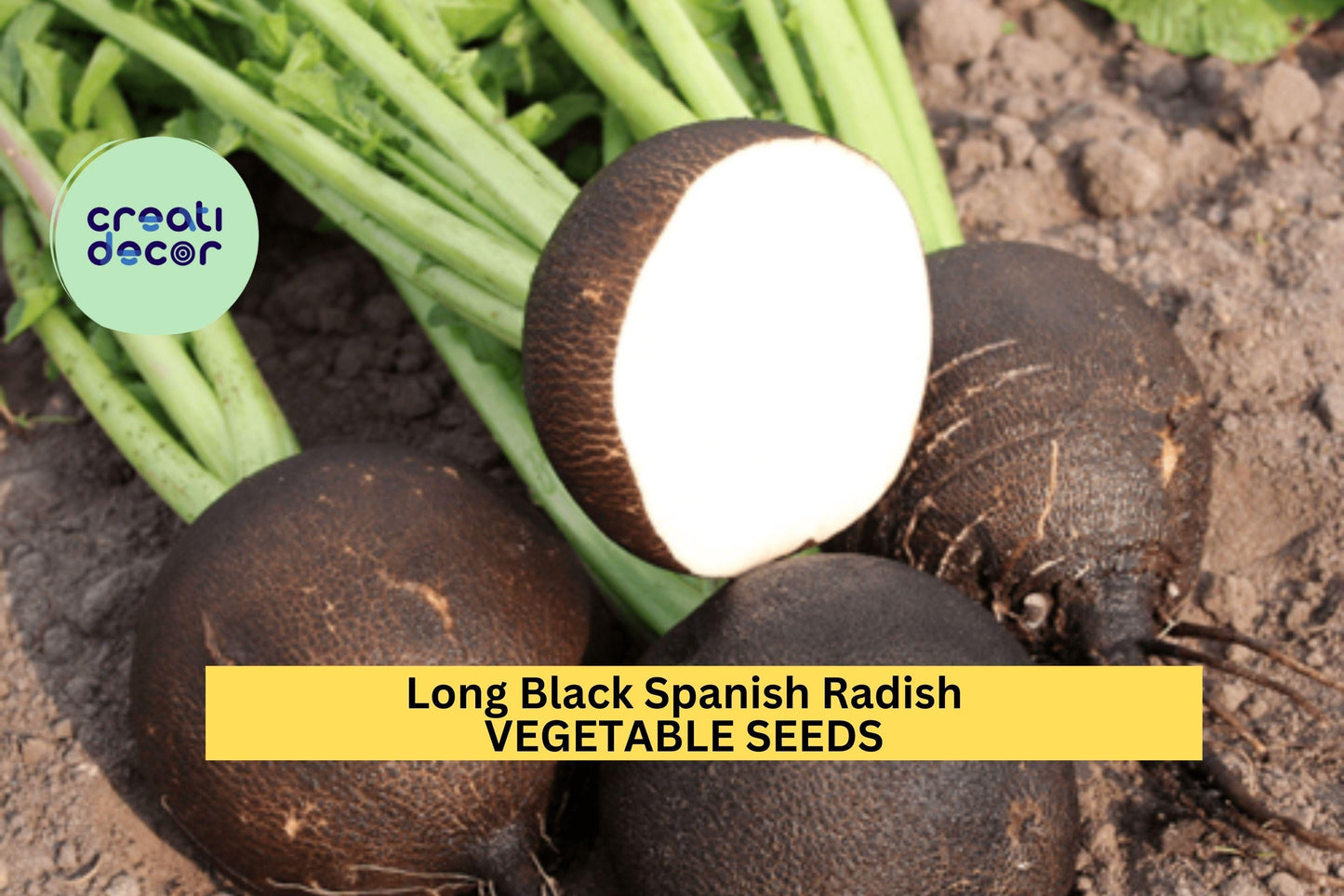 500+ Long Black Spanish Radish Seeds – Heirloom Winter Radish for Garden Planting, Crisp White Flesh & Black Skin – USA