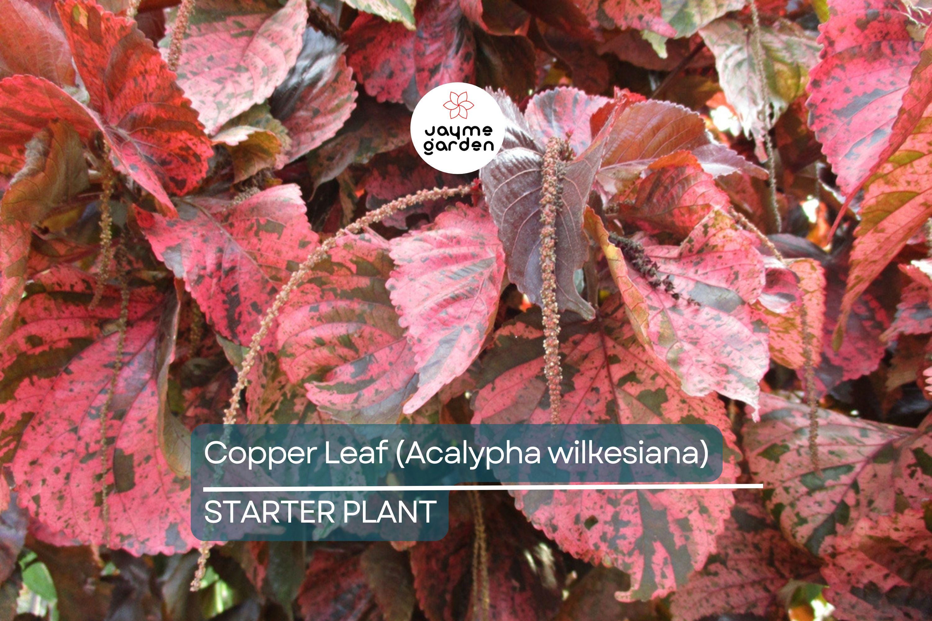 Copper Leaf Plant (Acalypha wilkesiana) 12-24″ | Vibrant Ornamental Shrub Easy Care & Fast Growing