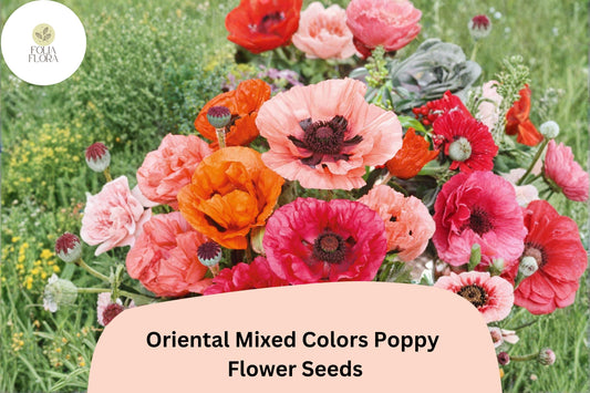 200+ Oriental Mixed Colors Poppy Seeds for Garden – Vibrant, Easy to Grow, Fragrant Perennial Flowers