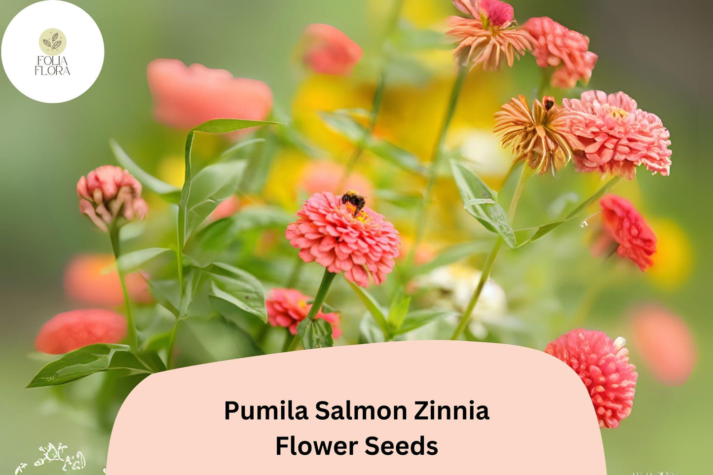 100+ Pumila Salmon Zinnia Seeds – Soft Salmon-Pink Blooms for Garden Beds, Borders & Cut Flowers