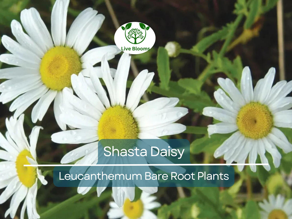 1 Shasta Daisy – Live Bare Root Perennial Plant – Classic White Summer Blooms – Easy-Care Garden Flower for Borders & Pollinators