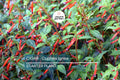 Cigar Plant (Cuphea Ignea) Starter Plant | Hummingbird & Butterfly Magnet | Live Seedling Grown in the USA