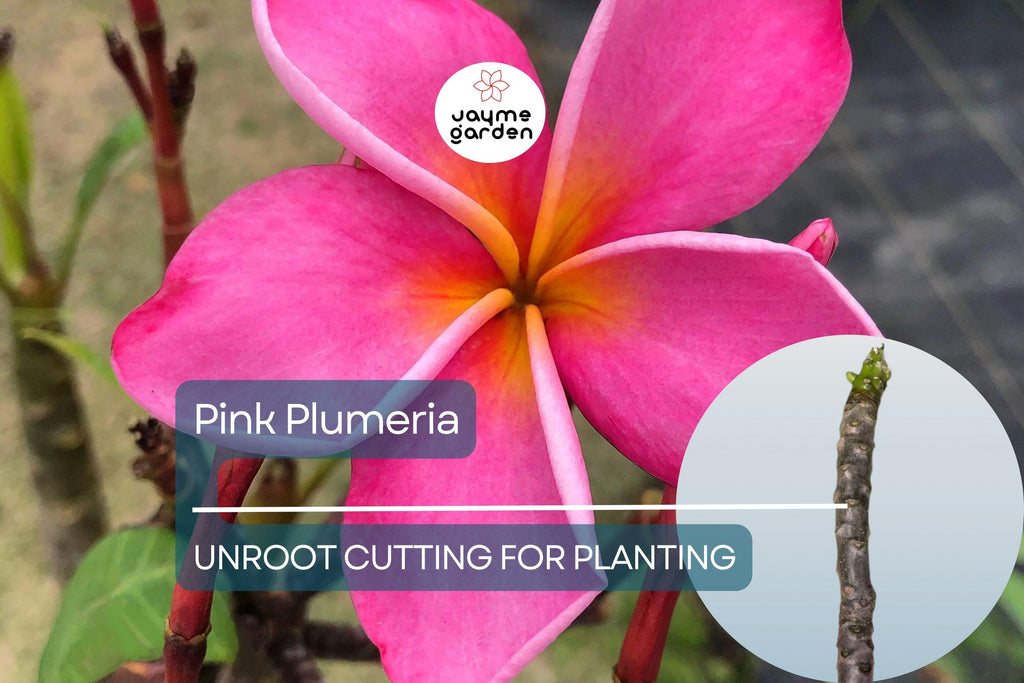 1 Pink Plumeria Unrooted Cutting - Fresh Starter Cutting, Single Head, 10 Inches - Tropical Plant with Fragrant Pink Flowers Plumeria Rubra