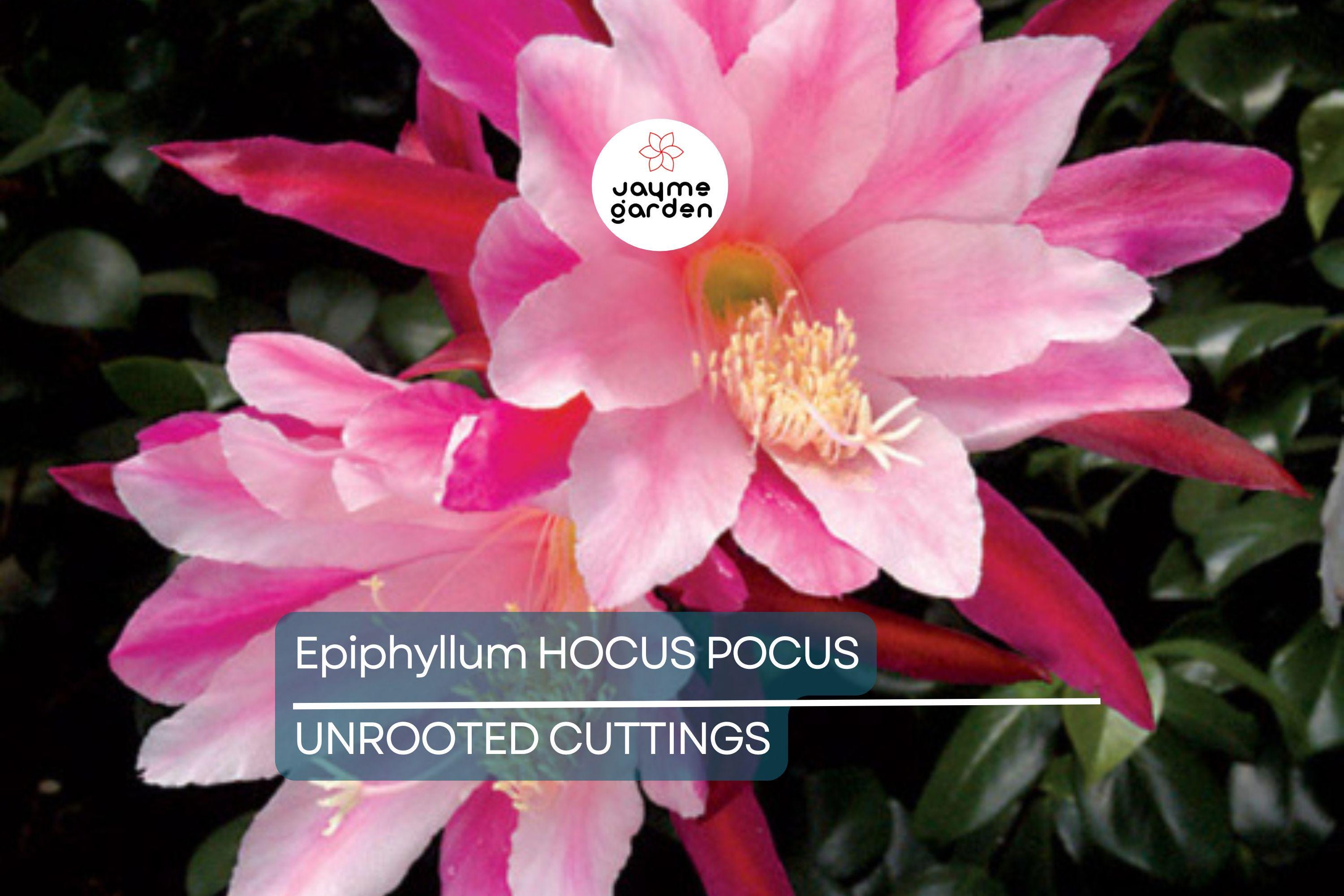 Epiphyllum 'Hocus Pocus' Orchid Cactus Cutting | 8-10 Inch Unrooted Cutting | Stunning Blooms | Perfect for Collectors