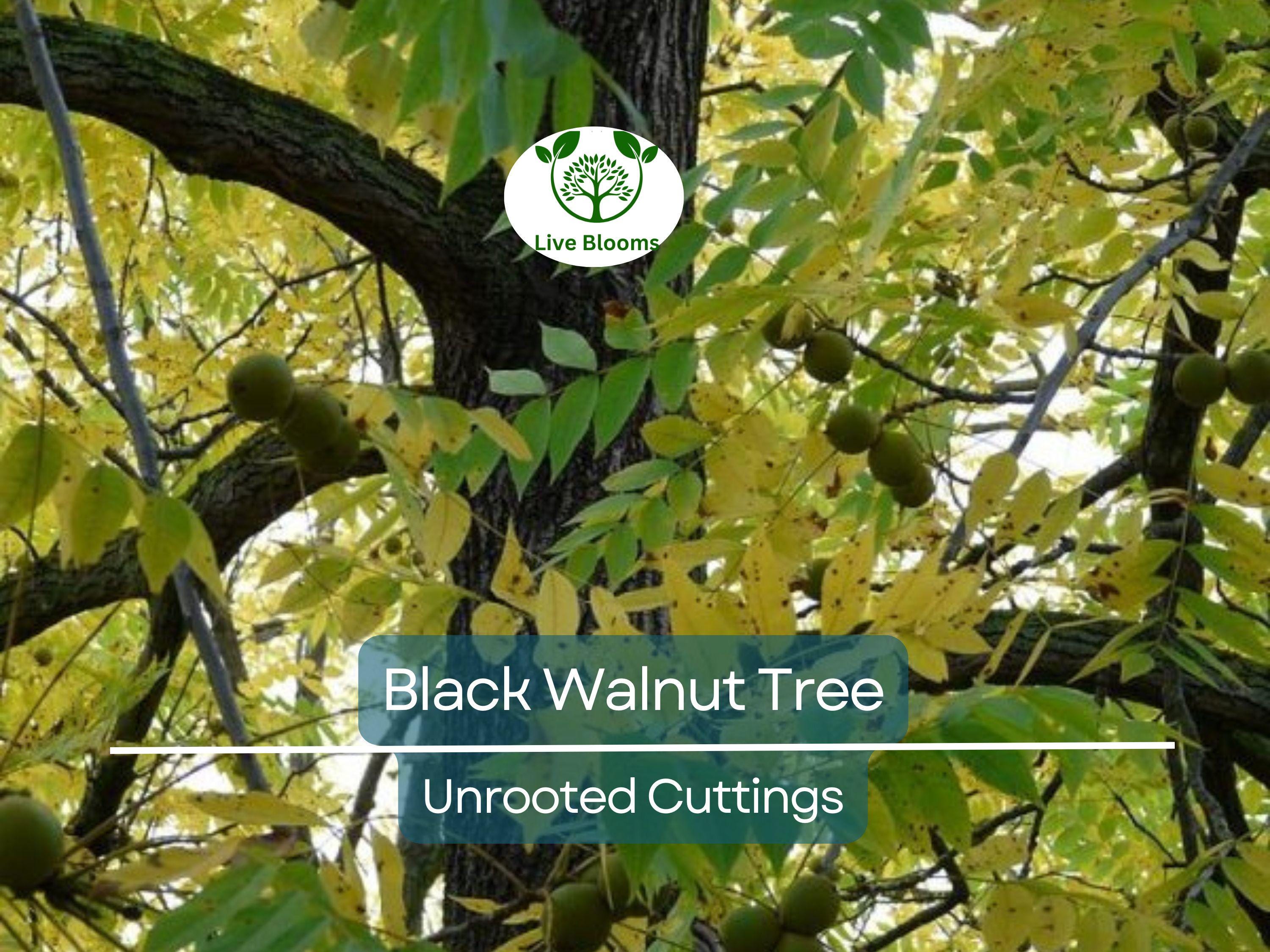 16 Black Walnut Tree Unrooted Cuttings - Juglans Nigra, Edible Nut, Wildlife-Friendly, Propagation Cuttings for Growing, Hardy Tree Scions