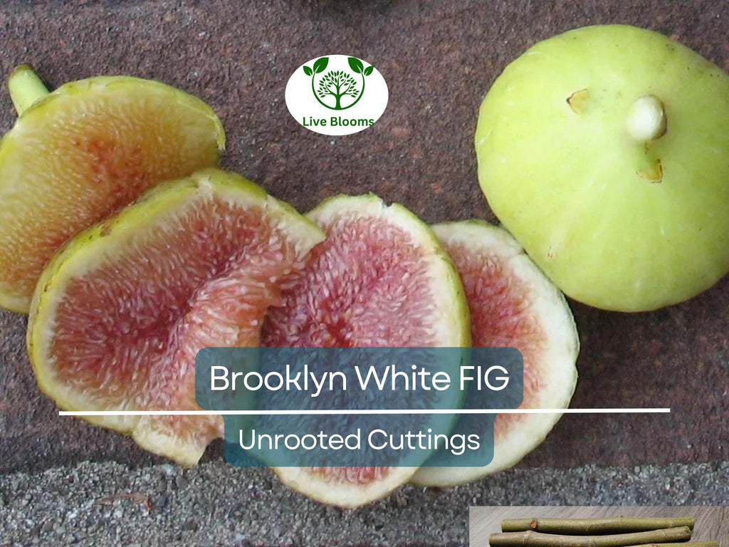 2 Brooklyn White Fig Unrooted Cuttings + Willow Water for Rooting, Fresh Figs, Fig Tree Propagation, Grow Brooklyn White Figs at Home