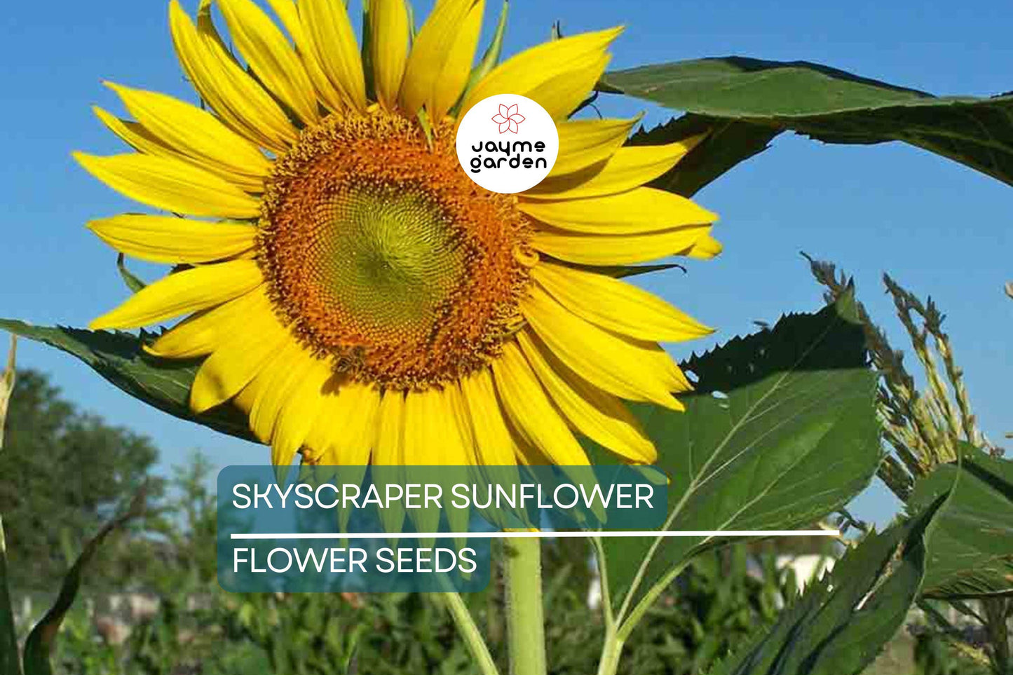 50 Skyscraper Sunflower Seeds – Heirloom, Non-GMO, Giant Blooms, USA Seller
