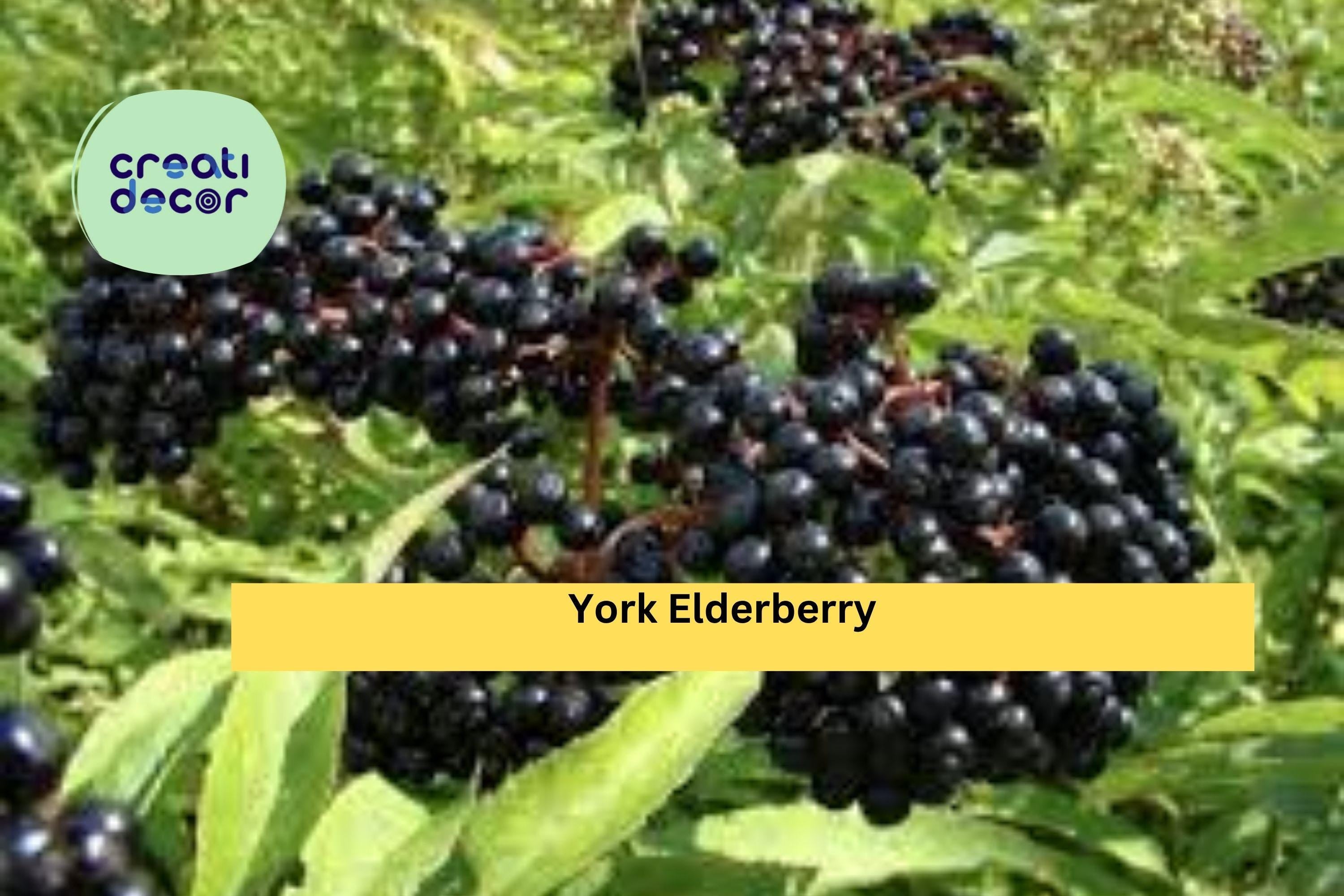 York Elderberry Live Plants – 4 Bare Root Shrubs, Self-Pollinating Variety for Zones 4–8, Hardy Fruit Bush for Edible Landscapes