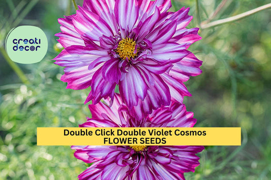 200+ Double Click Double Violet Cosmos Seeds – Frilly Purple Blooms for Garden Planting, Long-Stemmed Cut Flowers – USA