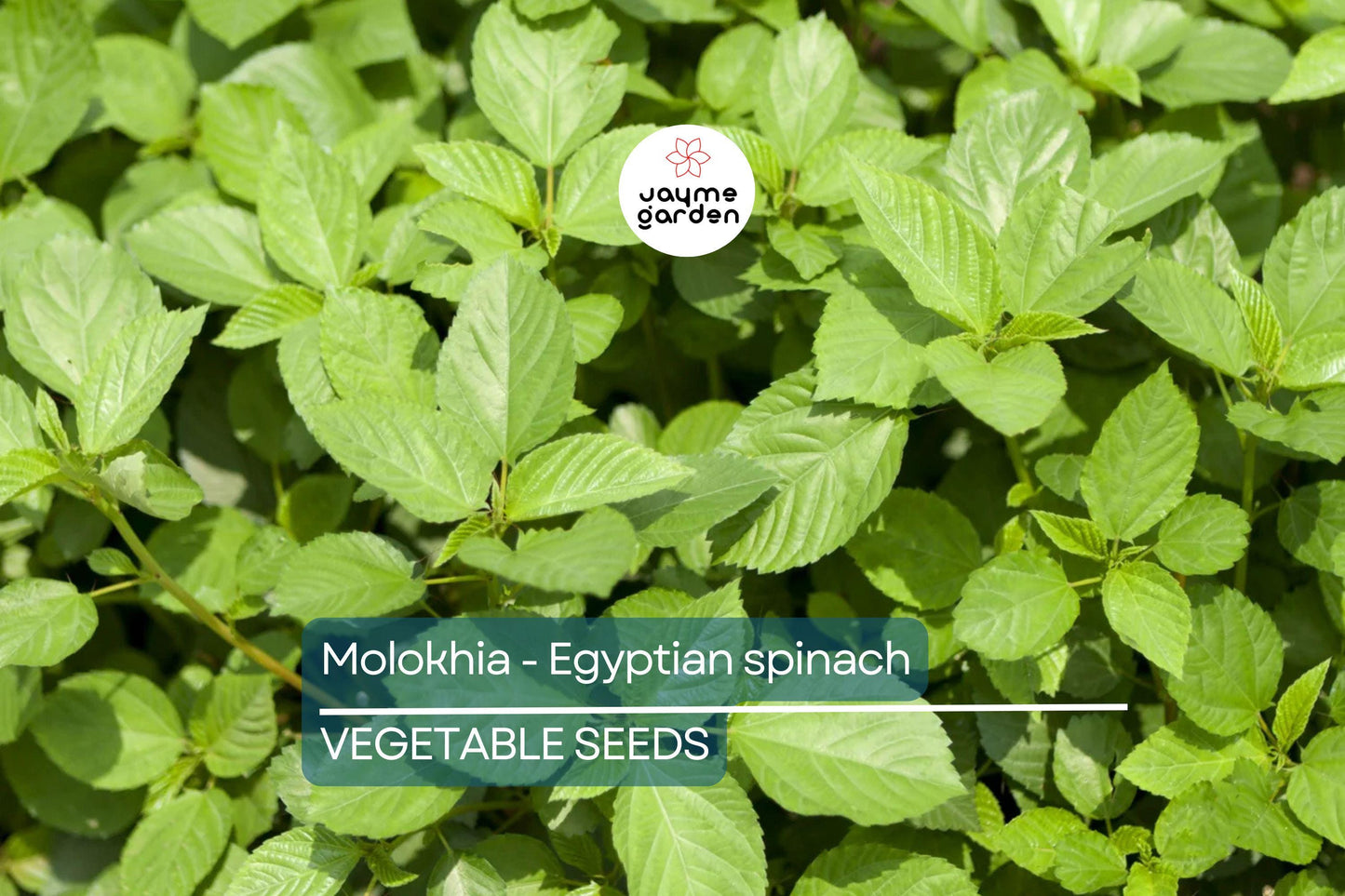 100 Molokhia Seeds | Egyptian Spinach (Corchorus olitorius) | Saluyot, Green Jute, Heirloom, Non-GMO