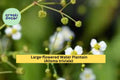 Large-flowered Water Plantain Seeds (Alisma triviale) – 300 Native Aquatic Seeds | Wetland, Pond Edge, Wildlife Habitat | Zones 4–9