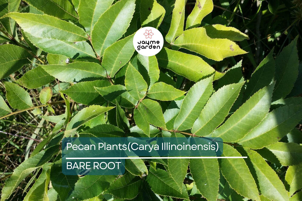5 Pecan Trees (Carya Illinoensis) Bareroot – 6-12" Tall, Nut-Producing Trees