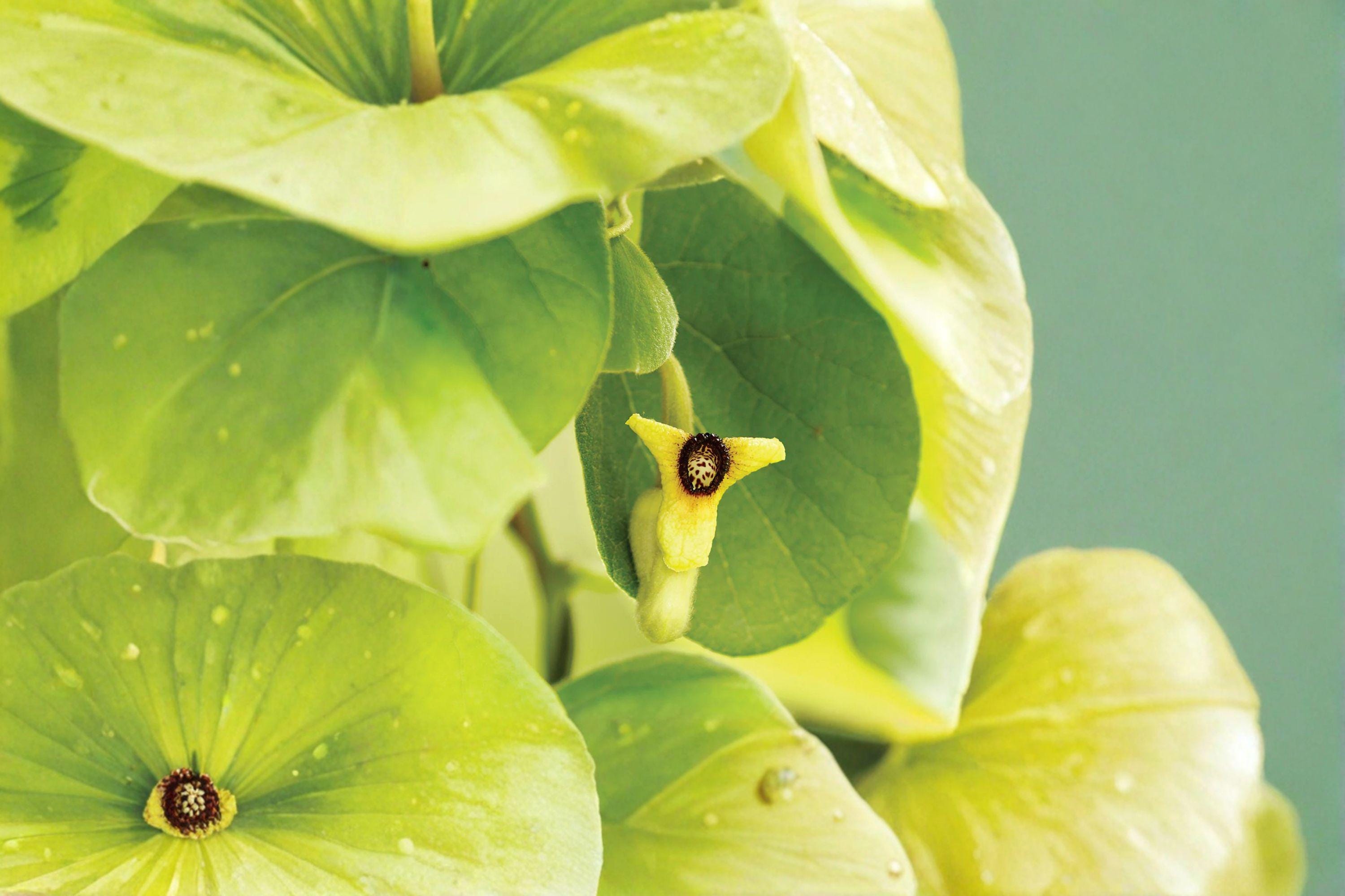 Woolly Dutchman’s Pipevine – Aristolochia tomentosa, Native Perennial Vine | Pipe-Shaped Flowers (10 Seeds)