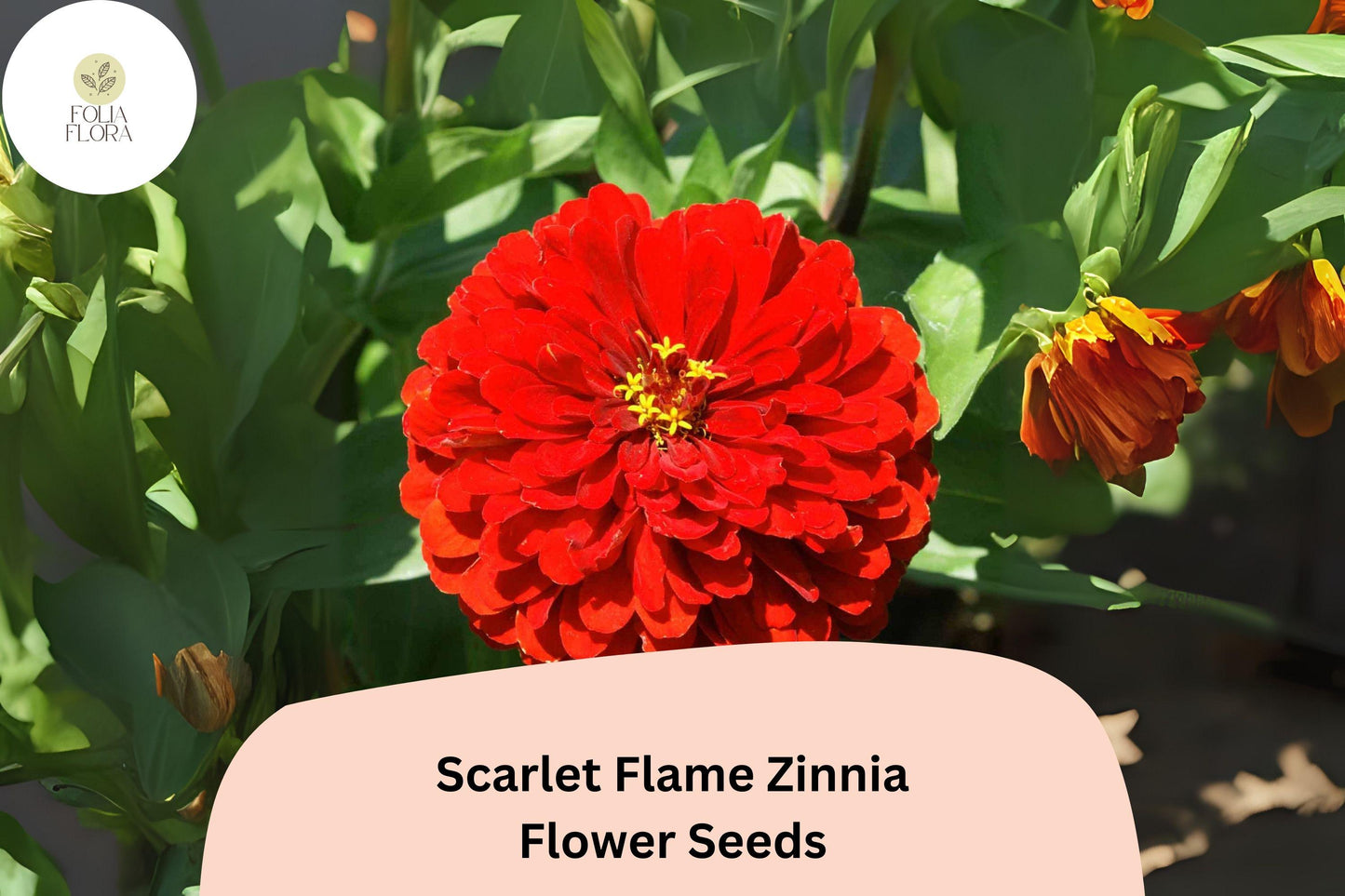 100+ Scarlet Flame Zinnia Seeds – Bright Red Blooms for Garden Planting, Borders & Cut Flowers