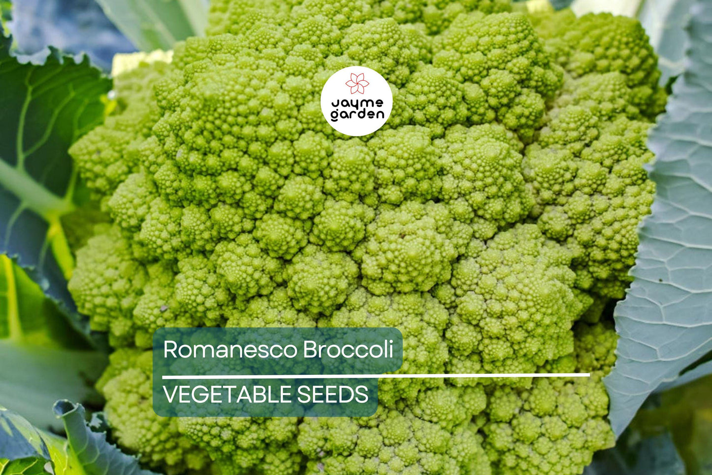 1,000 Romanesco Broccoli Seeds – Non-GMO Heirloom, Unique Fractal Shape, USA Seller, Free Shipping