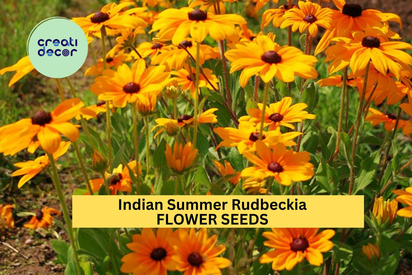 200+ Indian Summer Rudbeckia Seeds – Giant Golden Blooms for Garden Planting, Long-Lasting Perennials for Borders & Beds – USA
