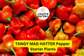 3 Tangy Mad Hatter Pepper Starter Plants - Sweet & Mild Heat - High Yield for Snacking, Cooking, Container Gardens