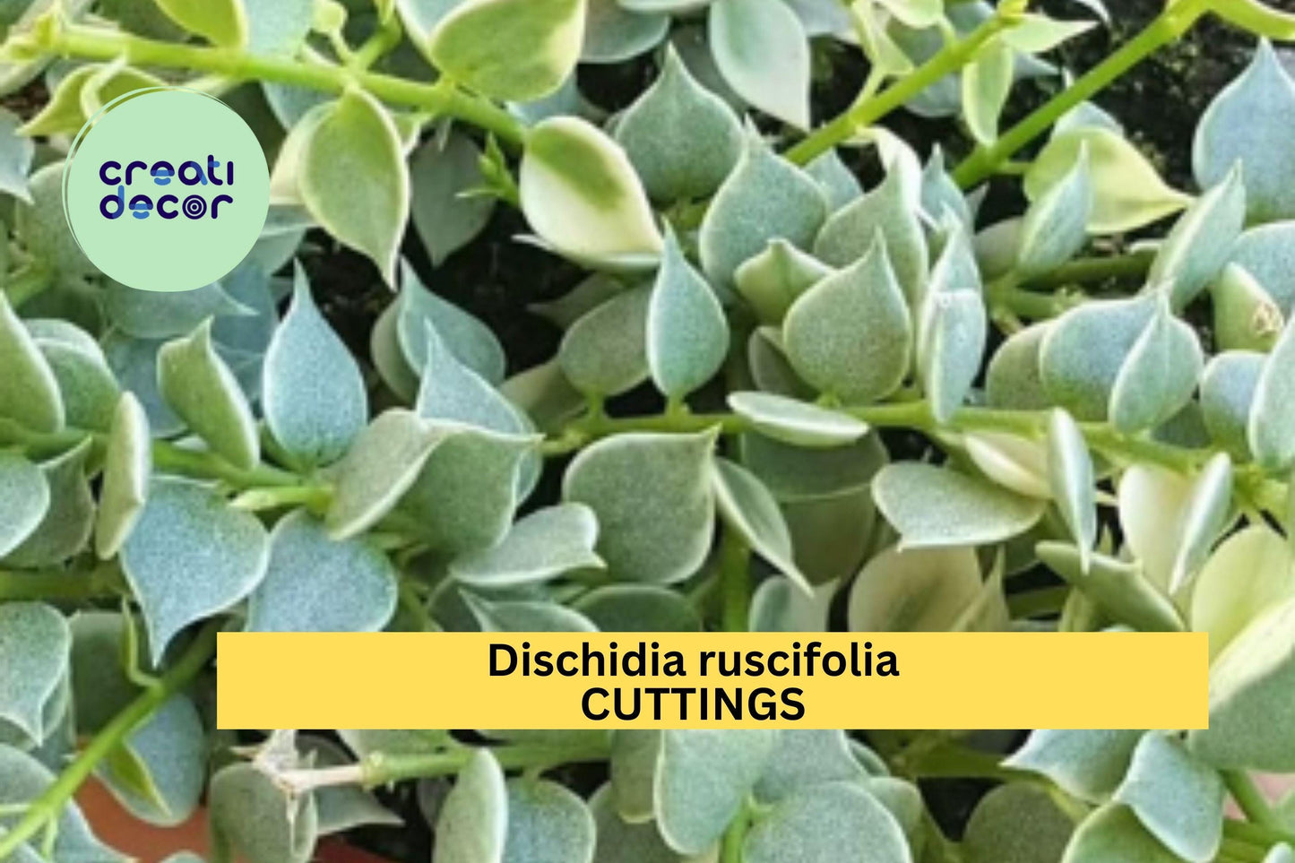 1 Million Hearts Cutting – Dischidia ruscifolia Unrooted Starter Vine for Hanging Baskets or Terrariums – Easy to Grow – USA