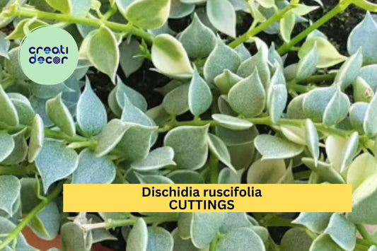 1 Million Hearts Cutting – Dischidia ruscifolia Unrooted Starter Vine for Hanging Baskets or Terrariums – Easy to Grow – USA