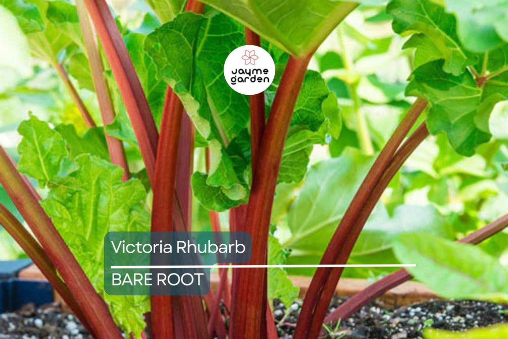 Victoria Rhubarb Crowns – Bare Root, Perfect for Pies & Jams