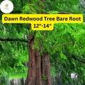 1 Dawn Redwood Tree Metasequoia glyptostroboides - Live Bare Root Plant 12"-14" for Zones 4-8