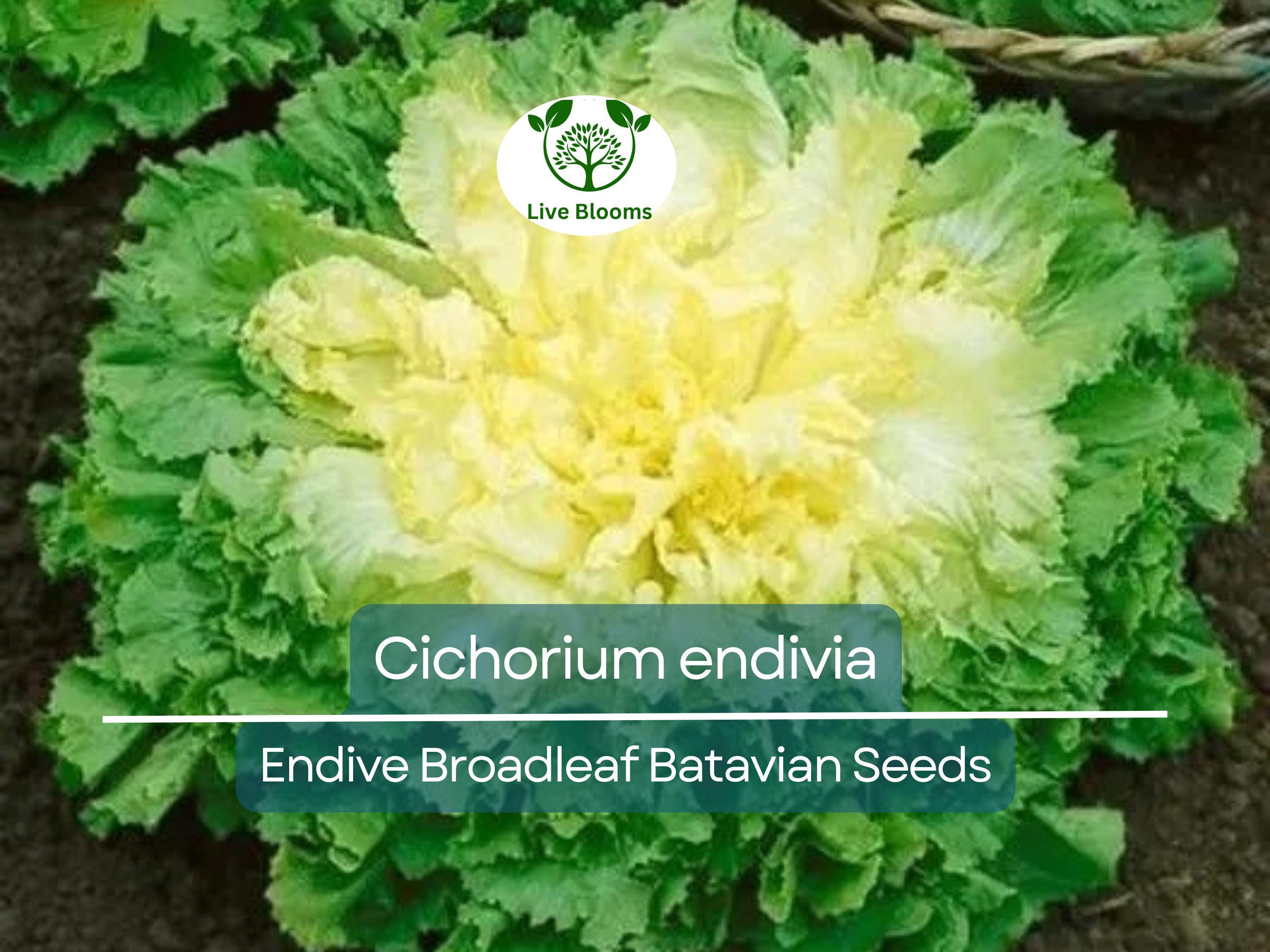 850 Seeds Endive Broadleaf Batavian (Cichorium endivia) - Non-GMO, Heirloom, Bitter Green, Easy to Grow, Perfect for Salad & Garden Planting