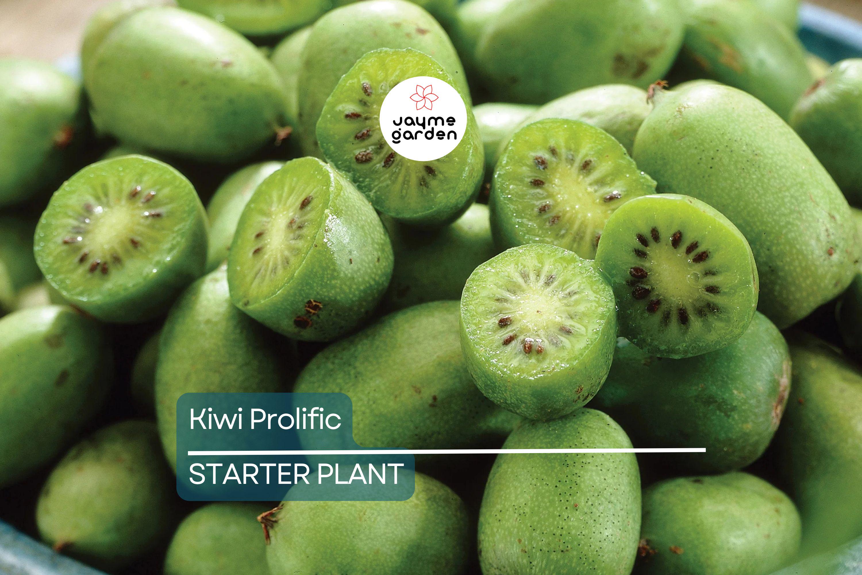 Kiwi Prolific Vine Small Starter Plant | Self-Pollinating & Easy to Grow | Cold Hardy | Smooth-Skinned Fruit | Zones 4-8
